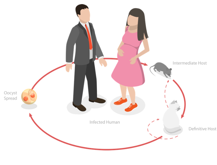 Toxoplasmosis – 10 Claves para la prevención